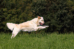 running Golden Retriever