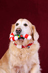 Golden Retriever Portrait