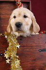 Golden Retriever Puppy