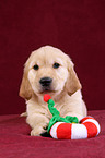 Golden Retriever Puppy