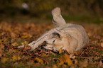 rolling Golden Retriever