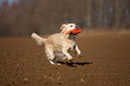 playing Golden Retriever