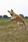 playing Golden Retriever