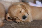 Golden Retriever puppy