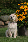 Golden Retriever puppy