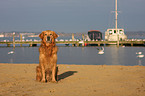 sitting Golden Retriever