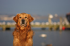 Golden Retriever Portrait