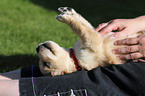 Golden Retriever Puppy