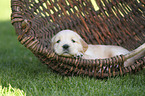 Golden Retriever Puppy