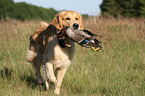 retrieving Golden Retriever