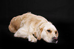 lying Golden Retriever