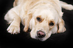 lying Golden Retriever