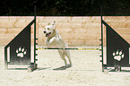 jumping Golden Retriever