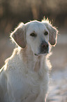 Golden Retriever Portrait