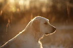 Golden Retriever Portrait