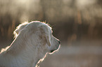 Golden Retriever Portrait