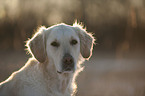 Golden Retriever Portrait