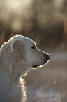 Golden Retriever Portrait