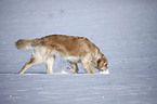 walking Golden Retriever