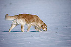 walking Golden Retriever