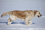 walking Golden Retriever