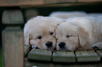 Golden Retriever Puppies