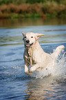 running Golden Retriever