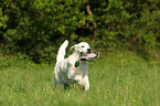 retrieving Golden Retriever