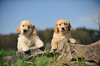 Golden Retriever Puppies