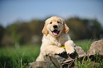 Golden Retriever Puppy