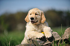 Golden Retriever Puppy