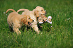 Golden Retriever Puppies