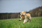 playing Golden Retriever