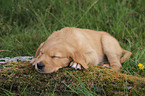 Golden Retriever Puppy