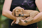 Golden Retriever Puppy