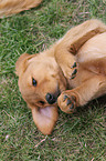 Golden Retriever Puppy