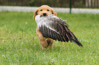 Golden Retriever Puppy