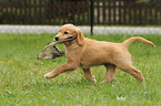 Golden Retriever Puppy