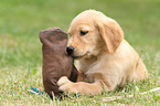 Golden Retriever Puppy