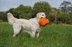 Golden Retriever with ball