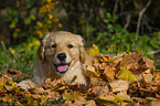 Golden Retriever Puppy