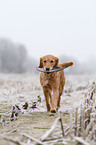 retrieving Golden Retriever