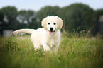 Golden Retriever Puppy