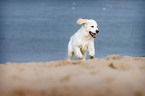 Golden Retriever Puppy