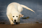 Golden Retriever Puppy