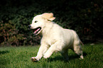 Golden Retriever Puppy