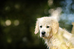 Golden Retriever Puppy