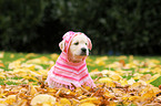 Golden Retriever Puppy