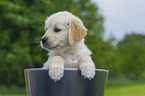 Golden Retriever Puppy