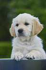 Golden Retriever Puppy